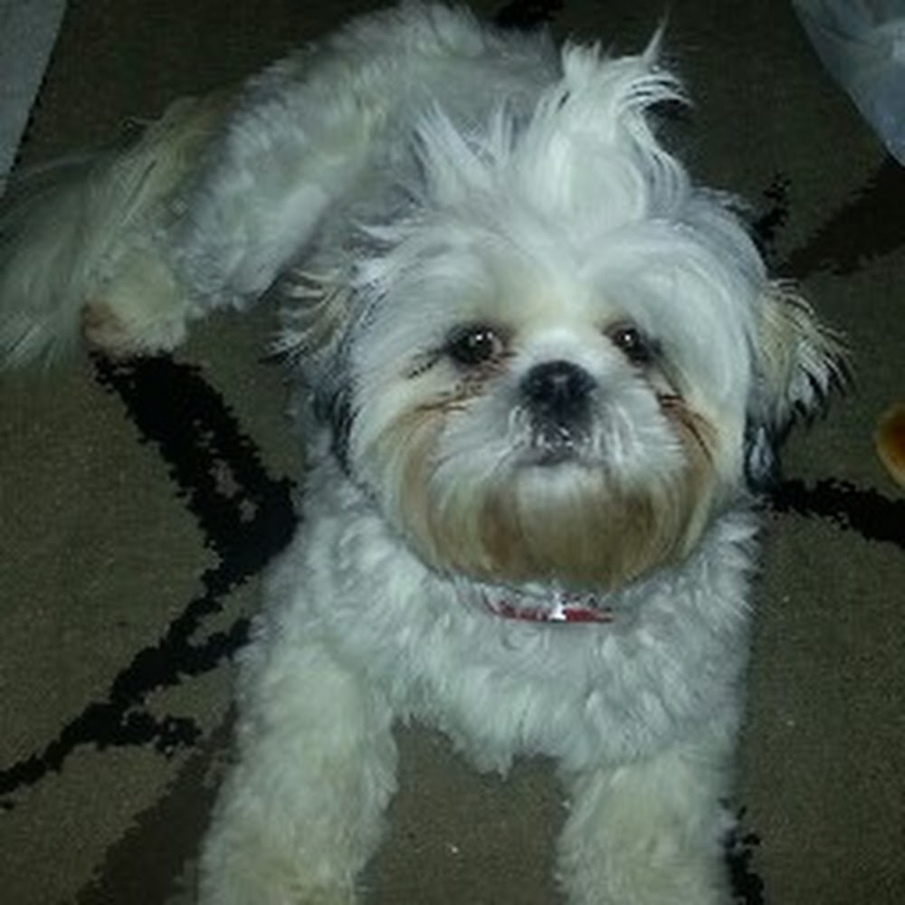 Meet your Posher, Penny